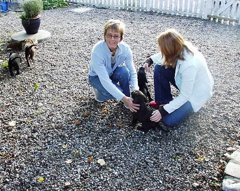 Labrador retriever Carlos - Anden gang vi så ham billede 4