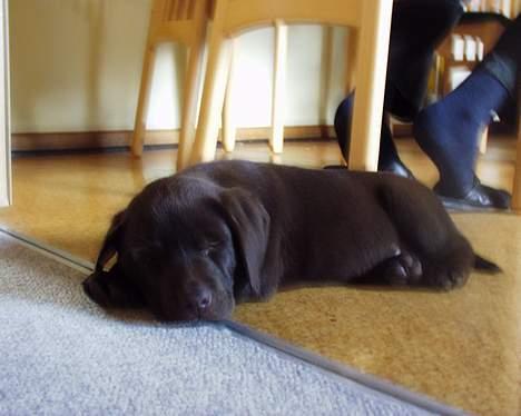Labrador retriever Carlos - Så er ham lige kommet hjem. 26/9-2004 billede 5