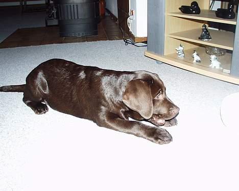 Labrador retriever Carlos - 15/12-2004 billede 6