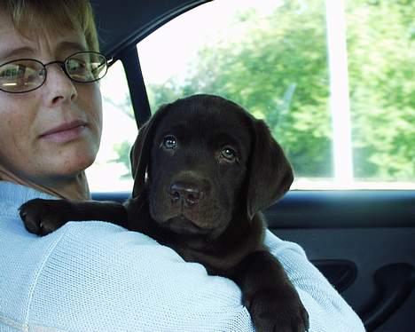 Labrador retriever Carlos - På vej hjem til sit nye hjem. 26/9-2004 billede 7