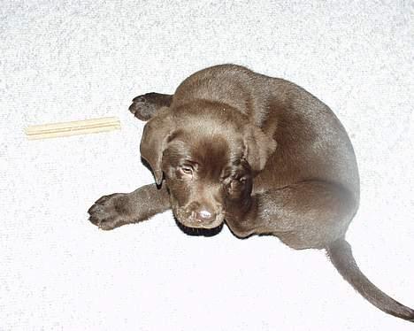 Labrador retriever Carlos billede 8