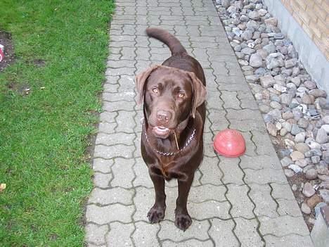 Labrador retriever Carlos billede 9