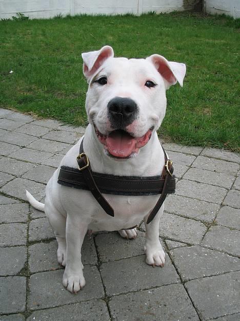 Blanding af racer Misty 15/9-04-25/11-2010 - Hej med jer :O) billede 1