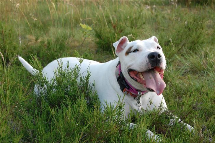 Blanding af racer Misty 15/9-04-25/11-2010 - Det er hårdt at være i hundeskoven. *NYT* billede 2