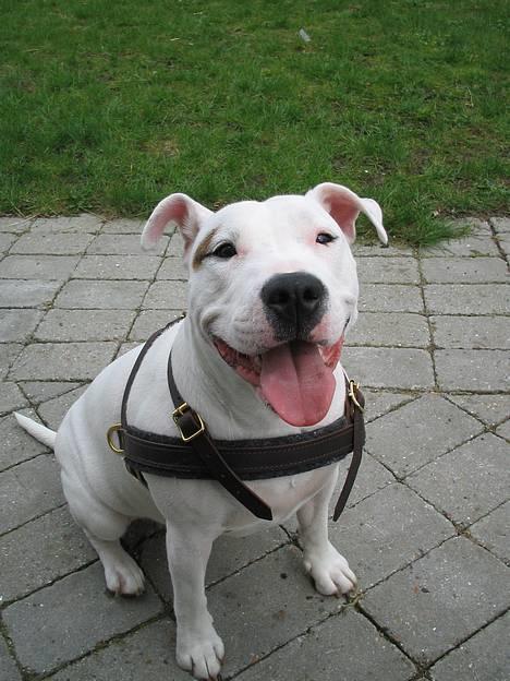 Blanding af racer Misty 15/9-04-25/11-2010 - Rigtig fotogen er hun da billede 3