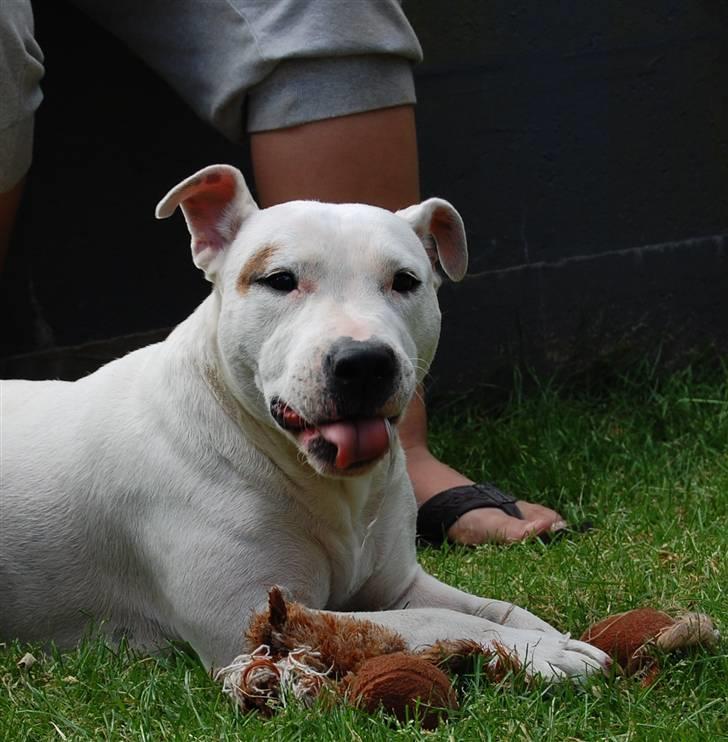 Blanding af racer Misty 15/9-04-25/11-2010 - Misty er bare så klar :O) billede 4