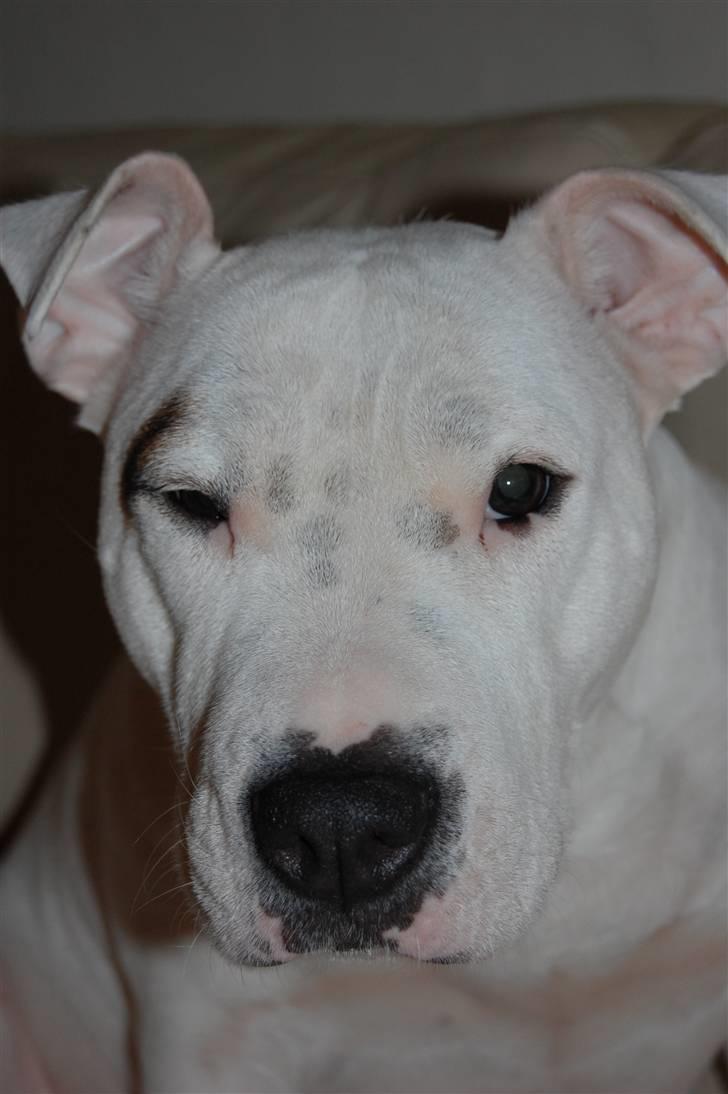 Blanding af racer Misty 15/9-04-25/11-2010 - Søde smukke Misty billede 5