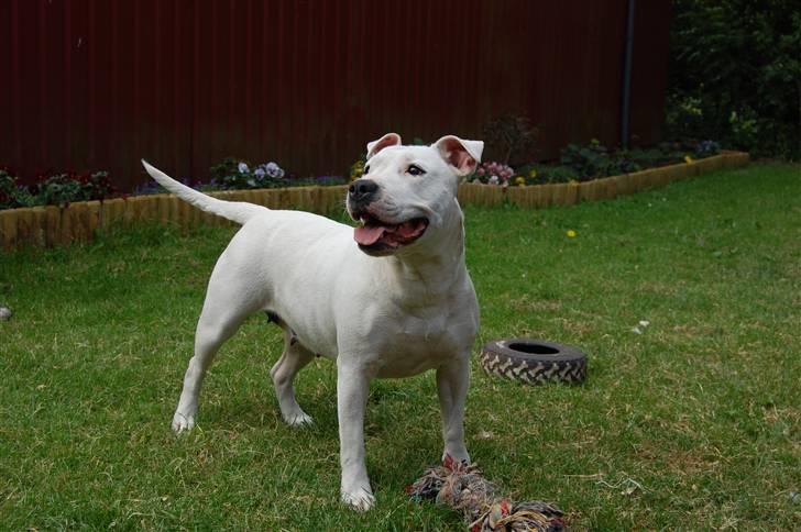 Blanding af racer Misty 15/9-04-25/11-2010 - Fotomodellen Misty billede 6