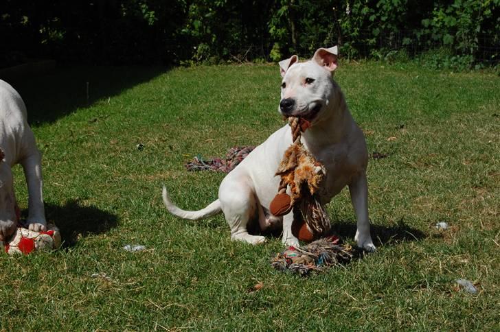 Blanding af racer Misty 15/9-04-25/11-2010 - Misty og Ko/Giraffen :O) billede 7