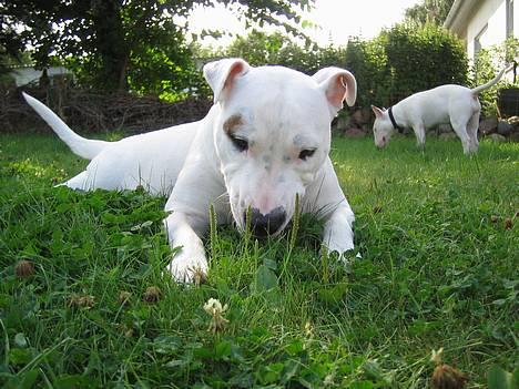Blanding af racer Misty 15/9-04-25/11-2010 - Mums, Græs ;O) billede 8