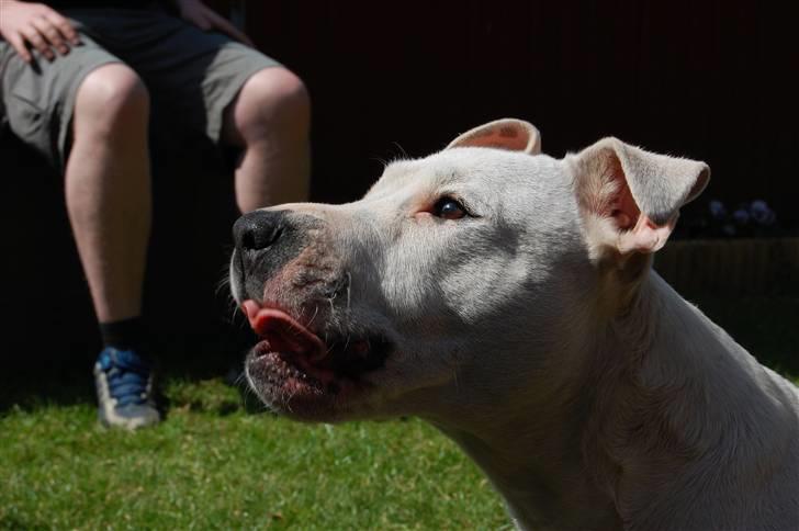 Blanding af racer Misty 15/9-04-25/11-2010 - Blaaa billede 9