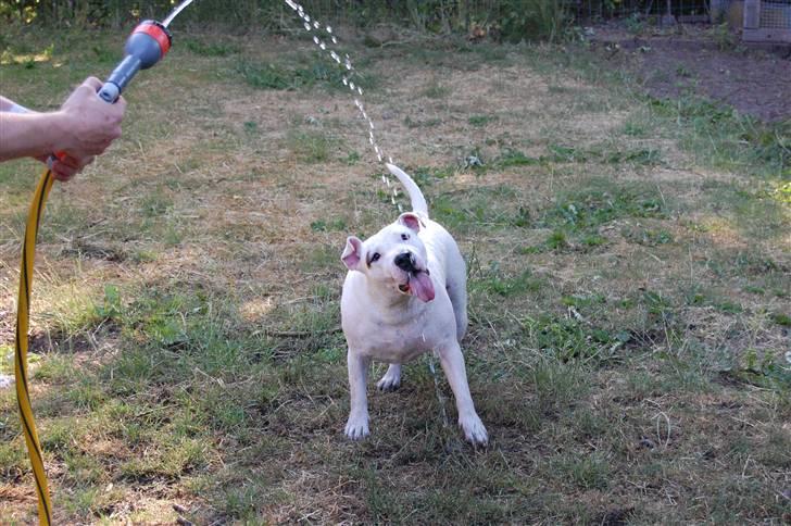 Blanding af racer Misty 15/9-04-25/11-2010 - Ja det er ikk kun blomsterne der skal vandes :O)  *NYT* billede 10