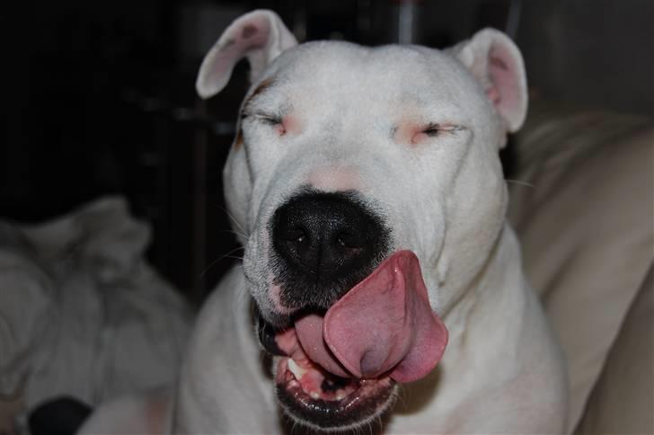 Blanding af racer Misty 15/9-04-25/11-2010 - Ja, hvad skal man sige?? *NYT* billede 11