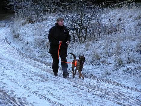 Malinois Tikki (Daneskjold Pippi) * DØD * - Tikki på vej ud til træningsarealet... billede 1