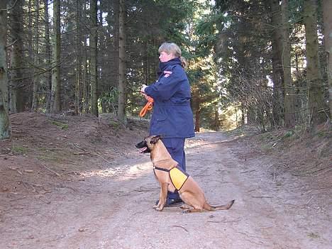 Malinois Tikki (Daneskjold Pippi) * DØD * - Tikki: Kom nu - kom nu - jeg er altså klar !!! billede 2