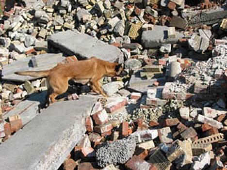 Malinois Tikki (Daneskjold Pippi) * DØD * - Tikki: VOV - VOV - VOV - Fundet - VOV - VOV - VOV - og kom så med min belønning ! billede 4