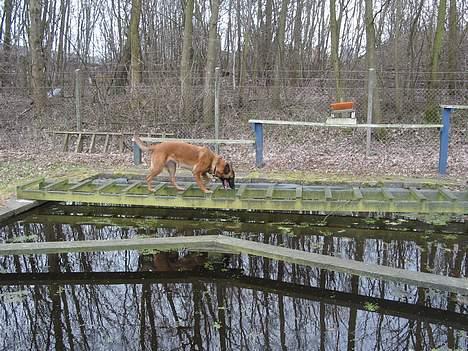 Malinois Tikki (Daneskjold Pippi) * DØD * - Tikki på vej over en sti, der ligger over en vandgrav. billede 10