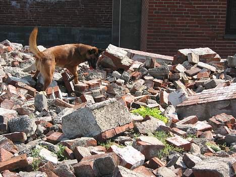 Malinois Tikki (Daneskjold Pippi) * DØD * - Tikki har fundet en figurant. Dette billeder er i øvrigt på forsiden af Anders Hallgrens bog: Drivkraft og motivation - kernen i seriøs hundetræning  :o) billede 12