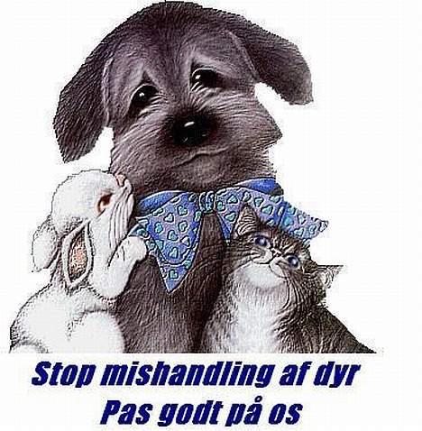 Dobermann Bimse billede 7