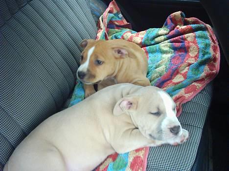 Amerikansk staffordshire terrier obelix billede 1