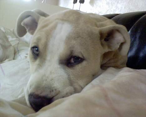 Amerikansk staffordshire terrier obelix - en syv sover i dynerne billede 2