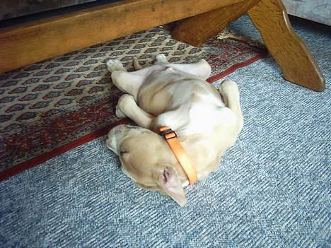 Amerikansk staffordshire terrier obelix billede 3