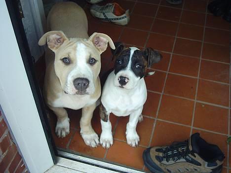 Amerikansk staffordshire terrier obelix billede 4