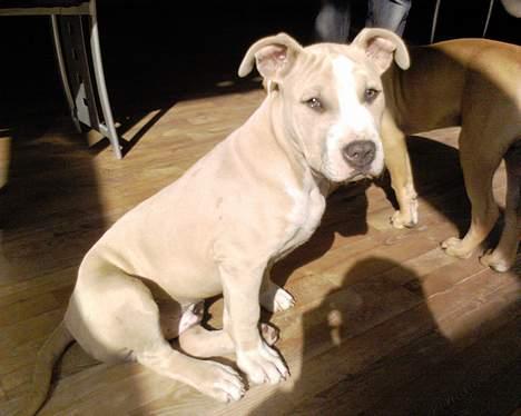 Amerikansk staffordshire terrier obelix - en dejlig plads i solen billede 5