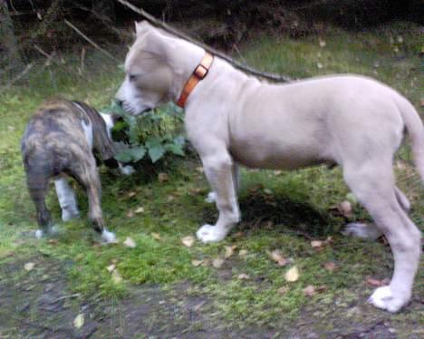 Amerikansk staffordshire terrier obelix - her er obelix og lille fix på skovtur billede 6