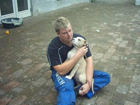 Amerikansk staffordshire terrier obelix billede 7