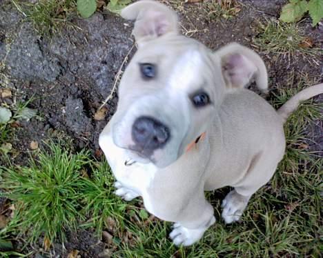 Amerikansk staffordshire terrier obelix billede 8