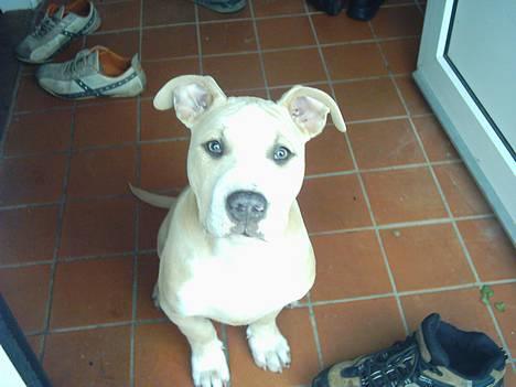 Amerikansk staffordshire terrier obelix billede 9