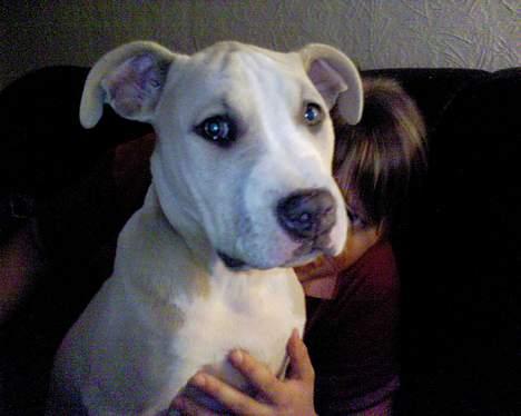 Amerikansk staffordshire terrier obelix billede 10