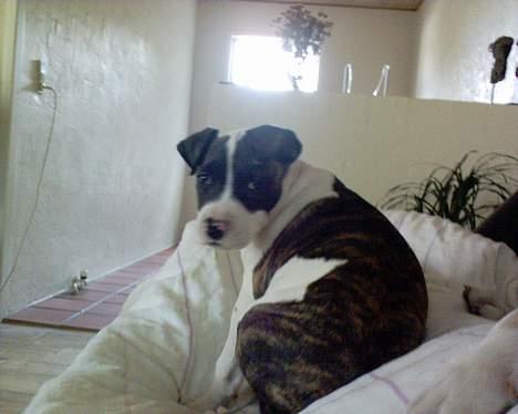 Amerikansk staffordshire terrier obelix - her er et billede af lillefix obelix kæreste billede 11