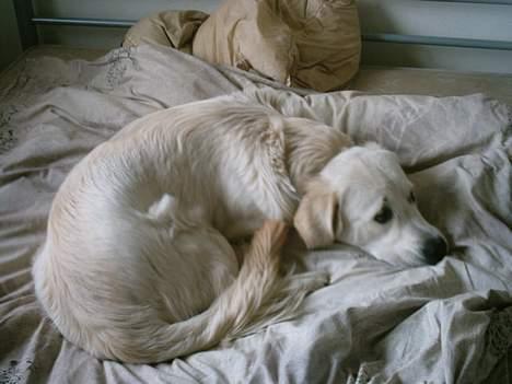 Golden retriever Max. - max får for engangs skyld lov at ligge i sengen. billede 2