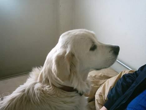 Golden retriever Max. billede 3