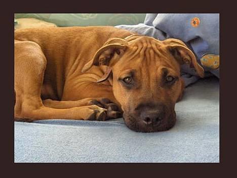 Amerikansk staffordshire terrier Kejser Bastian - Vil du ikke putte her ved mig?? billede 1