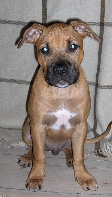 Amerikansk staffordshire terrier Kejser Bastian - Vil du være min ven?? billede 2
