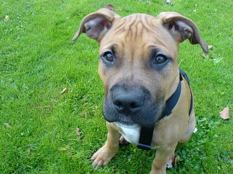 Amerikansk staffordshire terrier Kejser Bastian - Se min fine nye sele :) billede 3