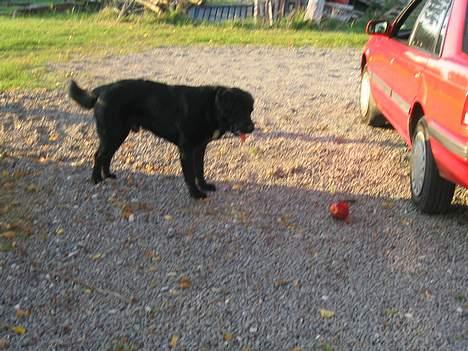 Blanding af racer Bamse- RIP billede 8