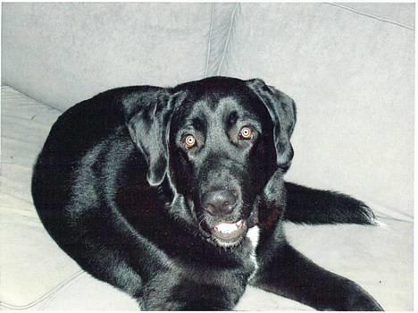 Blanding af racer Bamse- RIP billede 9