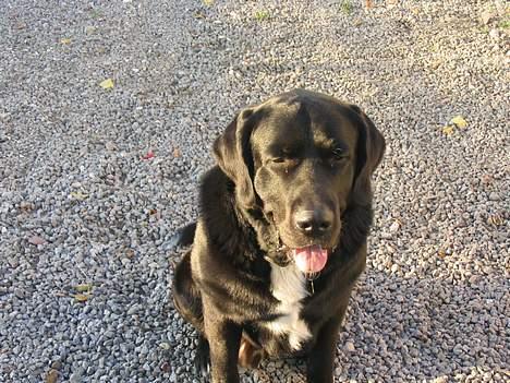 Blanding af racer Bamse- RIP - Den sol er bare dejlig billede 10