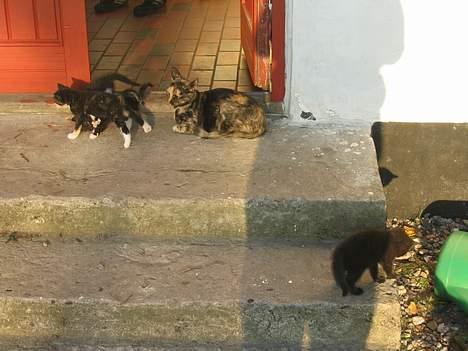 Blanding af racer Bamse- RIP - Det her er mine små venner. billede 11