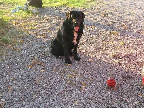 Blanding af racer Bamse- RIP - Kom og tag.......HVis du tør. billede 12