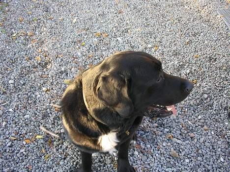 Blanding af racer Bamse- RIP - Lad så være med at tage flere billeder billede 13