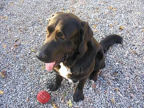 Blanding af racer Bamse- RIP - se hvor fin min bold er. billede 14