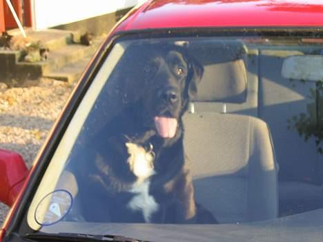 Blanding af racer Bamse- RIP - Hehe jeg skal ud og køre dytter. billede 15