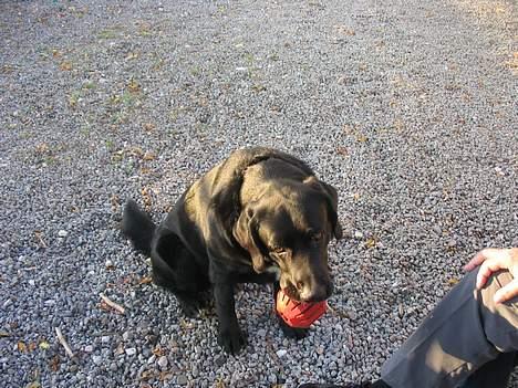 Blanding af racer Bamse- RIP - leg nu med mig. billede 16