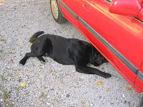 Blanding af racer Bamse- RIP - Hjælp mig.... Min bold er væk billede 17