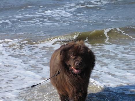 Newfoundlænder Egebæk's Ernest Brown - Hej med dig :-) billede 1